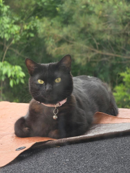 Lost Female Cat last seen murphree cir, Pinson, AL 35126