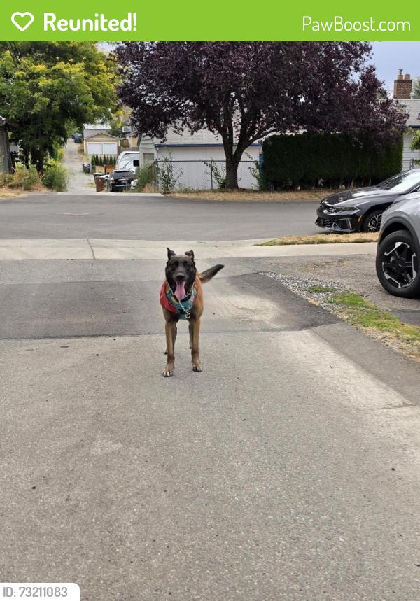 Reunited Male Dog last seen Alder and S 12th, Tacoma, WA 98405