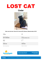 Reunited Female Cat last seen School St & Harvard Rd, Belmont, MA, Belmont, MA 02478