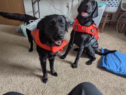 Reunited Female Dog last seen Gawley ct, Pinckney, MI 48169