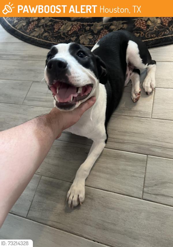 Found/Stray Male Dog last seen Tamayo and Cerca Blanca, Houston, TX 77083