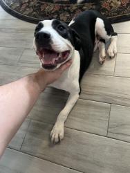 Found/Stray Male Dog last seen Tamayo and Cerca Blanca, Houston, TX 77083