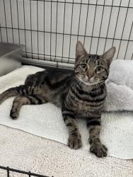 Found/Stray Male Cat last seen Dallas Animal Services, Dallas, TX 75201