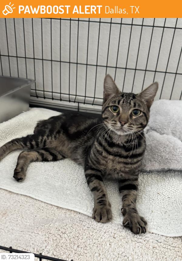 Found/Stray Male Cat last seen Dallas Animal Services, Dallas, TX 75201