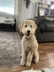 Lost Female Dog last seen Daspit rd, New Iberia, LA 70563