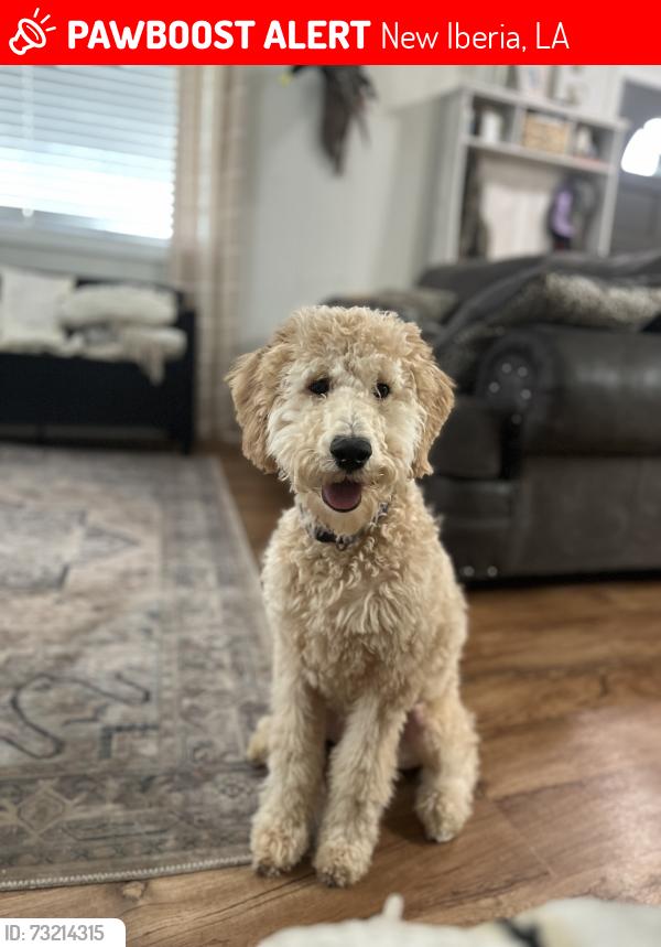 Lost Female Dog last seen Daspit rd, New Iberia, LA 70563