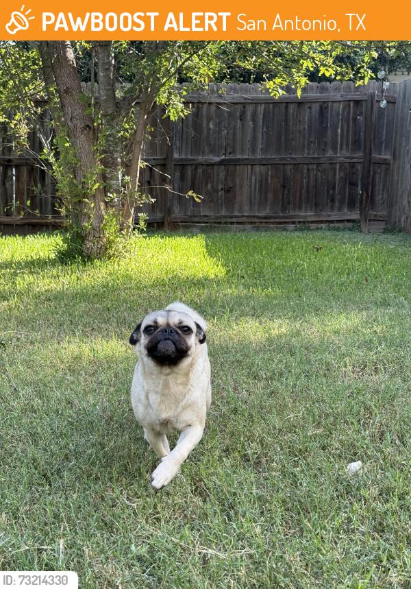 Found/Stray Female Dog last seen wurzbach rd and crystal run, San Antonio, TX 78238