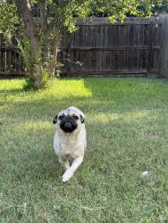 Found/Stray Female Dog last seen wurzbach rd and crystal run, San Antonio, TX 78238