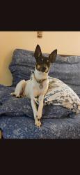 Lost Female Dog last seen Alvernon and flowe, Tucson, AZ 85712