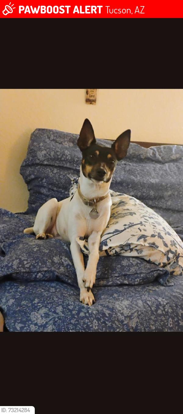 Lost Female Dog last seen Alvernon and flowe, Tucson, AZ 85712