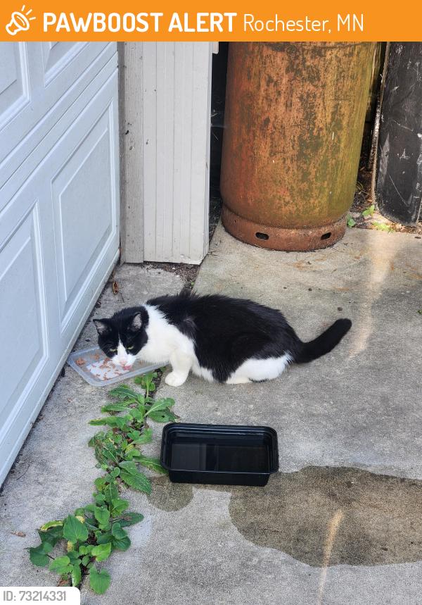 Found/Stray Unknown Cat last seen 12th Ave SE, 8th Street SE, Rochester, MN 55904