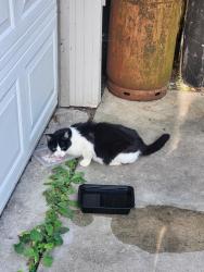 Found/Stray Unknown Cat last seen 12th Ave SE, 8th Street SE, Rochester, MN 55904