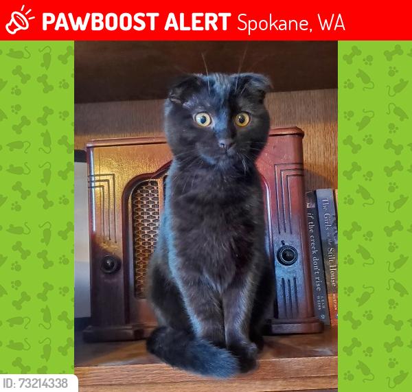 Lost Female Cat last seen Ray, Spokane, WA 99202