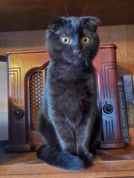 Lost Female Cat last seen Ray, Spokane, WA 99202