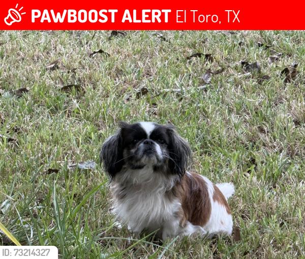 Lost Male Dog last seen Highway 59 going towards Houston, El Toro, TX 77957