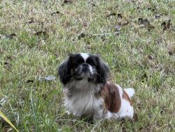 Lost Male Dog last seen Highway 59 going towards Houston, El Toro, TX 77957
