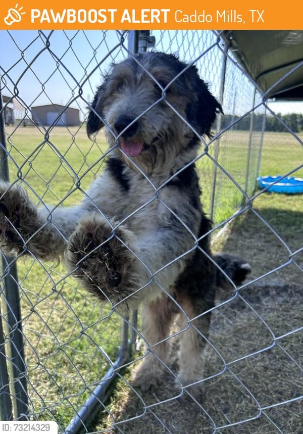 Found/Stray Male Dog last seen Highway 66, Caddo Mills, TX 75135