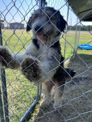 Found/Stray Male Dog last seen Highway 66, Caddo Mills, TX 75135