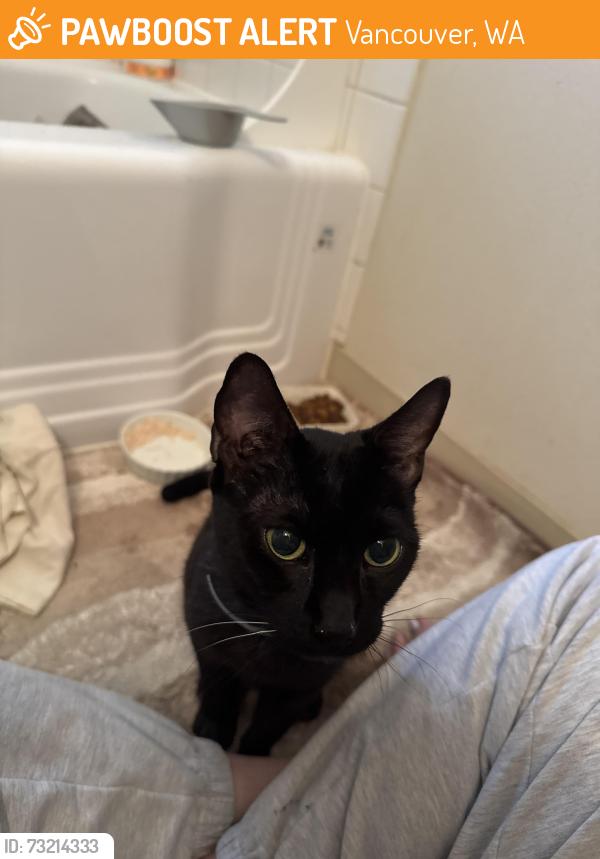 Found/Stray Female Cat last seen Near NW Kauffman Ave, Vancouver WA 98660, Vancouver, WA 98660