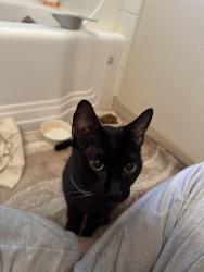 Found/Stray Female Cat last seen Near NW Kauffman Ave, Vancouver WA 98660, Vancouver, WA 98660