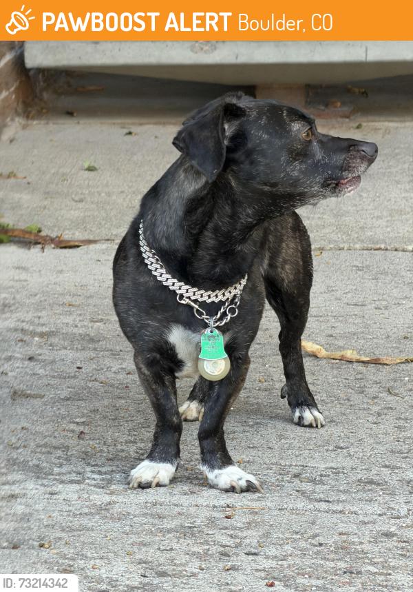 Found/Stray Unknown Dog last seen Mid entrance, Boulder, CO 80305