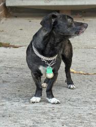 Found/Stray Unknown Dog last seen Mid entrance, Boulder, CO 80305