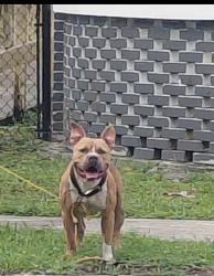 Reunited Unknown Dog last seen 135TH TER, North Miami, FL 33161
