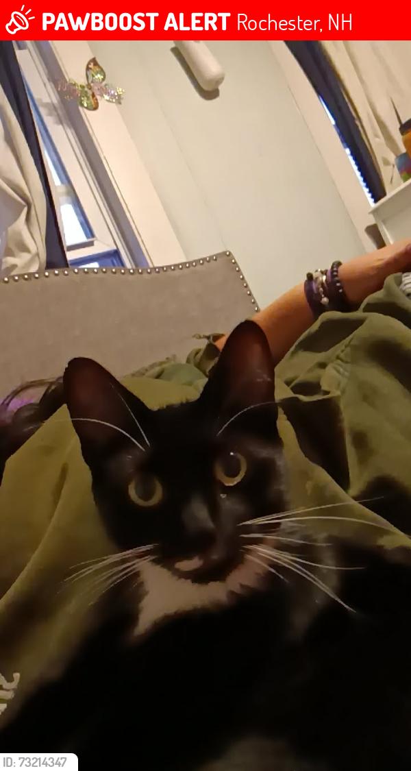 Lost Female Cat last seen North main St, Chestnut st, Lafayette St pine and maple, Rochester, NH 03867