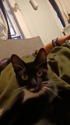 Lost Female Cat last seen North main St, Chestnut st, Lafayette St pine and maple, Rochester, NH 03867