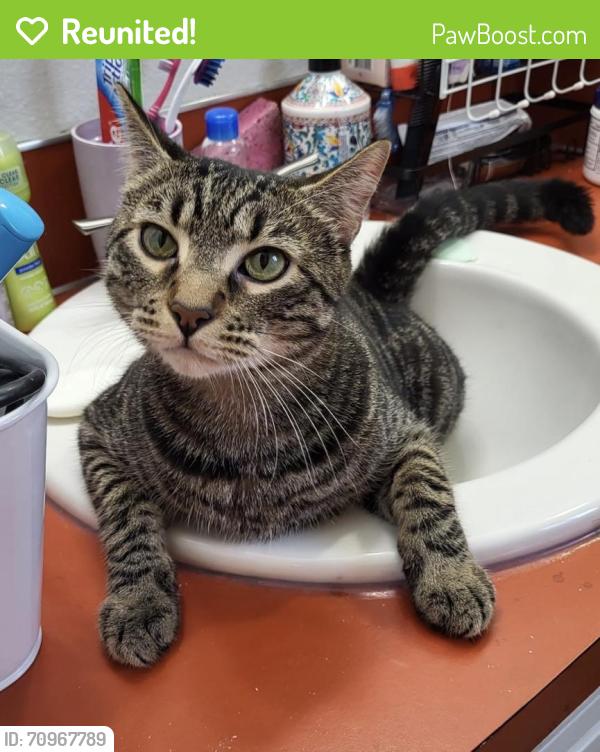 Reunited Male Cat last seen NW 119th street and NW 13th street, Vancouver, WA 98685