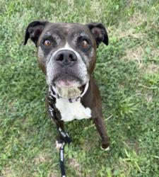 Shelter Stray Female Dog last seen Near Wyandotte Street, 64105, MO, 7077 Elmwood Ave, Kansas City, MO 64132, USA