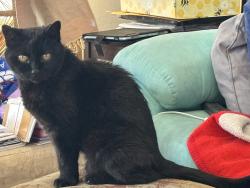 Lost Female Cat last seen Springhill Dr and Richland Hills Dr NW, Albuquerque, NM 87114