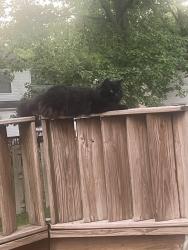 Reunited Female Cat last seen Pine lakes area, Strongsville, OH 44136
