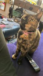Reunited Female Cat last seen St saviours car park, Devon, England EX17 3JU