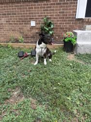 Reunited Male Dog last seen Oxon Run dr, Hillcrest Heights, MD 20748
