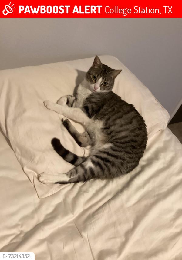 Lost Female Cat last seen Castle gate, College Station, TX 77845