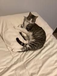 Lost Female Cat last seen Castle gate, College Station, TX 77845