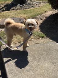 Reunited Male Dog last seen Bold springs Rd, Walton County, GA 30019