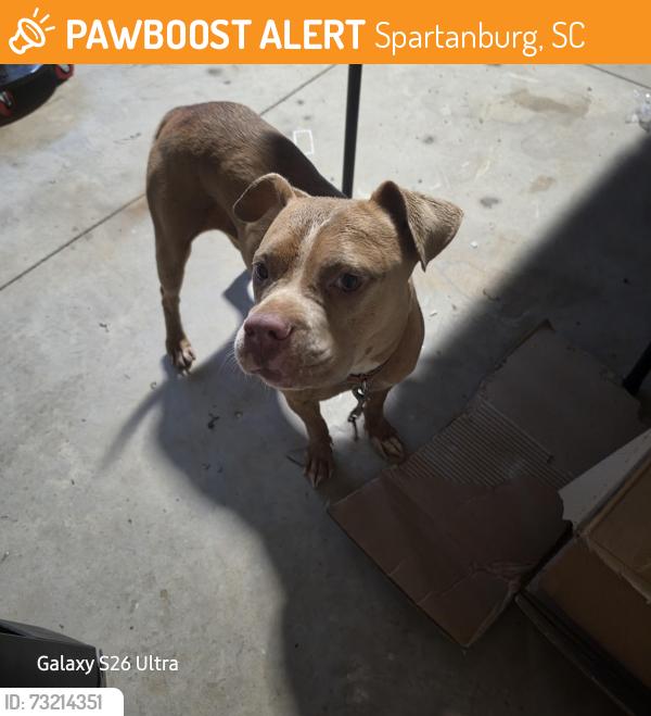 Found/Stray Female Dog last seen Old cannon and Carolina country club, Spartanburg, SC 29306