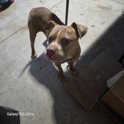 Found/Stray Female Dog last seen Old cannon and Carolina country club, Spartanburg, SC 29306