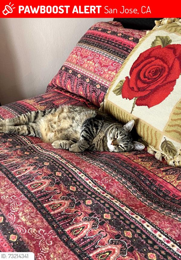 Lost Female Cat last seen Dana and Hedding, San Jose, CA 95126