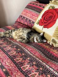 Lost Female Cat last seen Dana and Hedding, San Jose, CA 95126