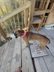 Reunited Female Dog last seen Near 23rd & cynthia dr, west odessa, Odessa, TX 79763