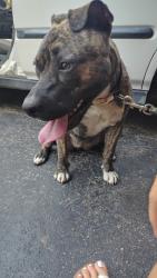 Lost Female Dog last seen Highway 70 and 79 in Bartlett Tennessee, Bartlett, TN 38135