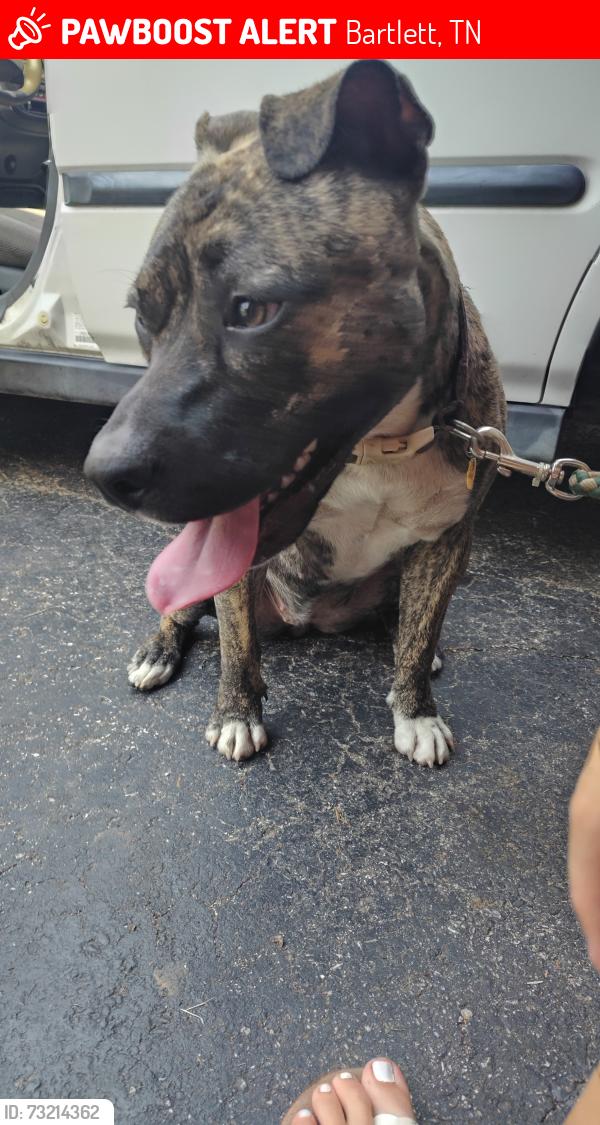 Lost Female Dog last seen Highway 70 and 79 in Bartlett Tennessee, Bartlett, TN 38135