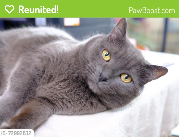 Reunited Male Cat last seen Near South 2100 East, Salt Lake City, UT 84108