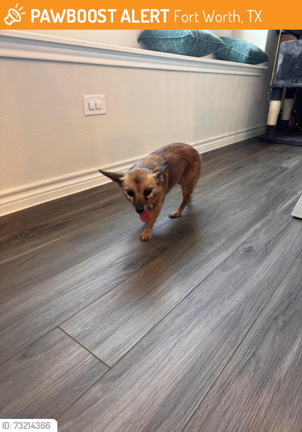 Found/Stray Female Dog last seen Freighter trail fort worth tx 76131, Fort Worth, TX 76131