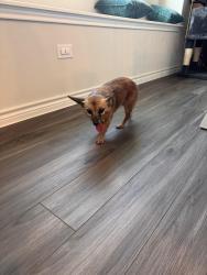 Found/Stray Female Dog last seen Freighter trail fort worth tx 76131, Fort Worth, TX 76131