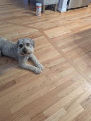 Reunited Unknown Dog last seen Aragona Boulevard in the Potomac Knolls neighborhood, Fort Washington, MD 20744