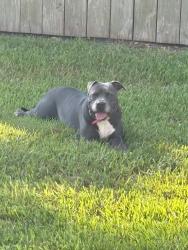 Found/Stray Female Dog last seen Kuykendahl/creekside park, The Woodlands, TX 77389